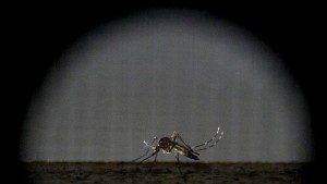 A sterile female Aedes aegypti mosquito is seen in a research area to prevent the spread of Zika virus and other mosquito-borne diseases, at the entomology department of the Ministry of Public Health, in Guatemala City, January 28, 2016. REUTERS/Josue Decavele