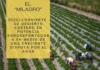 El “milagro”: Perú convierte su desierto costero en potencia agroexportadora en medio de una creciente disputa por el agua