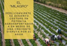 El “milagro”: Perú convierte su desierto costero en potencia agroexportadora en medio de una creciente disputa por el agua