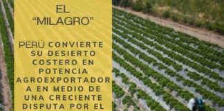 El “milagro”: Perú convierte su desierto costero en potencia agroexportadora en medio de una creciente disputa por el agua